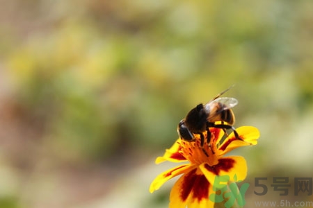 被蜜蜂螫了有什么表現(xiàn)？被蜜蜂螫了的癥狀是什么？