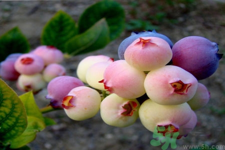 怎么挑選藍莓？藍莓怎么保存？