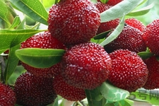 楊梅怎么洗？楊梅怎么保存？