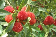 楊梅怎么洗？楊梅怎么保存？