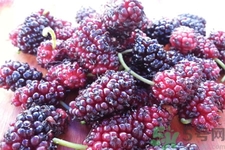 桑葚怎么洗？桑葚怎么保存？