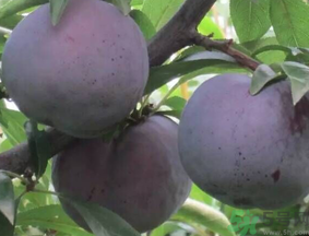 吃黑布林會上火嗎？黑布林吃多了會怎樣？