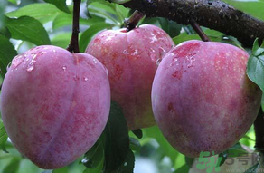 黑布林可以放冰箱嗎？黑布林放冰箱變色怎么回事？