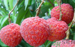 黑布林可以放冰箱嗎？黑布林放冰箱變色怎么回事？