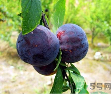 孕婦可以吃黑布林嗎？孕婦吃黑布林的好處？