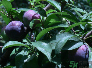 吃黑布林需要削皮嗎？黑布林皮可以吃嗎？