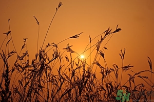 立秋吃餃子嗎？立秋為什么要吃餃子？