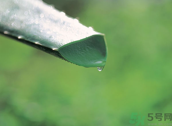 蘆薈能治痱子嗎？長痱子用什么藥？