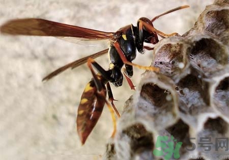 蜂膠可以減肥嗎?吃蜂膠能減肥嗎? 蜂膠可以減肥嗎?吃蜂膠能減肥嗎?