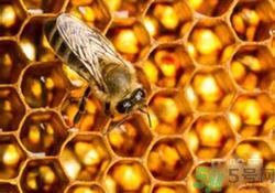 蜂膠有激素嗎？蜂膠吃多了會怎樣？