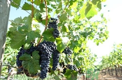 葡萄不能和什么一起吃？葡萄的食用禁忌