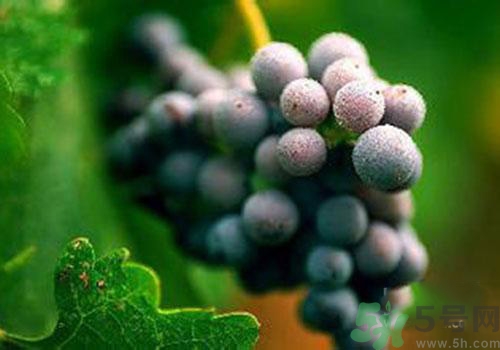 葡萄外面白色的東西是什么？葡萄外面白色的東西可以吃嗎？