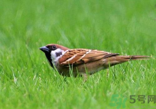 麻雀肉的功效與作用 麻雀肉有什么作用？