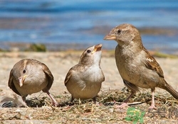 麻雀肉的功效與作用 麻雀肉有什么作用？