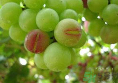 葡萄裂開(kāi)了是怎么回事？葡萄裂開(kāi)了能吃嗎？