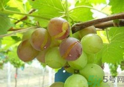 葡萄裂開(kāi)了是怎么回事？葡萄裂開(kāi)了能吃嗎？