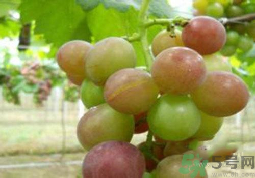 葡萄裂開(kāi)了是怎么回事？葡萄裂開(kāi)了能吃嗎？