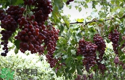 吃葡萄有什么好處?葡萄的功效與作用 吃葡萄有什么好處?葡萄的功效與作用