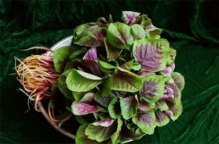 莧菜的營養(yǎng)價值 莧菜的功效與作用及食用方法 莧菜的營養(yǎng)價值 莧菜的功效與作用及食用方法