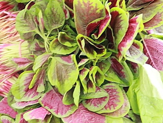 莧菜的營養(yǎng)價值 莧菜的功效與作用及食用方法 莧菜的營養(yǎng)價值 莧菜的功效與作用及食用方法