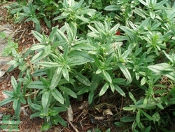 毛妮菜的營養(yǎng)價值 毛妮菜的功效與作用 毛妮菜的營養(yǎng)價值 毛妮菜的功效與作用