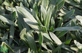 毛妮菜的營養(yǎng)價值 毛妮菜的功效與作用 毛妮菜的營養(yǎng)價值 毛妮菜的功效與作用