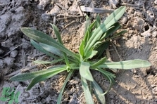 毛妮菜的營養(yǎng)價值 毛妮菜的功效與作用 毛妮菜的營養(yǎng)價值 毛妮菜的功效與作用