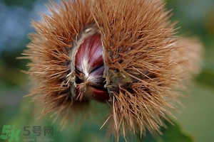 吃生板栗有什么好處?生板栗的營養(yǎng)價(jià)值 吃生板栗有什么好處?生板栗的營養(yǎng)價(jià)值