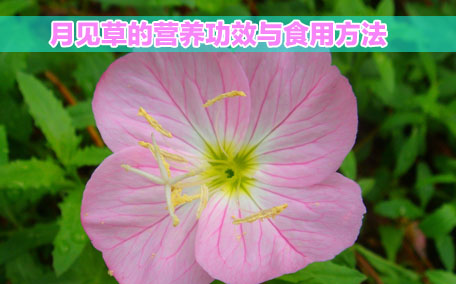 月見草膠囊感冒能吃嗎？感冒能吃月見草膠囊嗎？