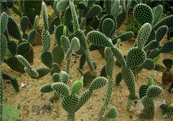 帶狀皰疹怎么辦？帶狀皰疹偏方