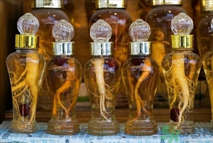 人參能生吃嗎？人參能泡水喝嗎？