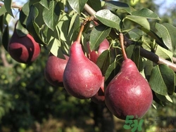 紅啤梨孕婦可以吃嗎?孕婦吃紅啤梨有什么好處 紅啤梨孕婦可以吃嗎?孕婦吃紅啤梨有什么好處