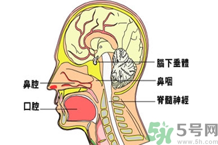 鼻咽癌的治療方法是什么？鼻咽癌可以用什么藥物治療？