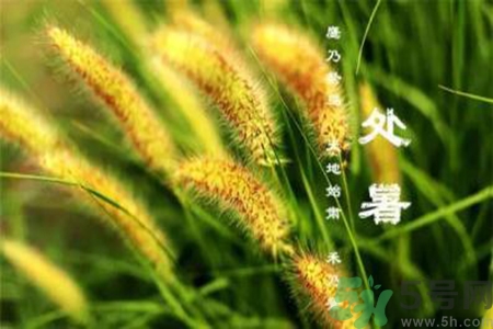 處暑喝什么茶？處暑養(yǎng)生茶推薦