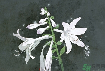 處暑出生的人怎么取名？處暑出生的人的命運(yùn)？