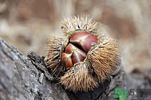 新鮮板栗什么時候成熟？新鮮板栗怎么保存？