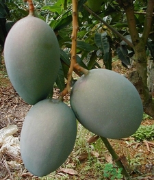 青芒和黃色芒果哪個好？青芒和黃色芒果的區(qū)別