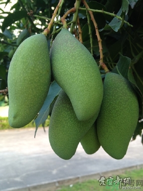 青芒和黃色芒果哪個好？青芒和黃色芒果的區(qū)別