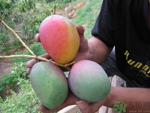 青芒和黃色芒果哪個好？青芒和黃色芒果的區(qū)別