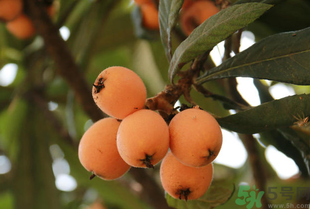 吃枇杷能止咳嗎？枇杷的功效與作用