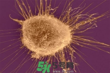 不宜過多食用辣椒的人群有哪些？夏天吃辣椒的好處有哪些？