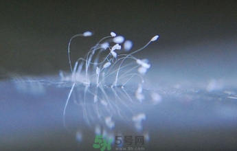 優(yōu)曇花是什么花？?jī)?yōu)曇花現(xiàn)實(shí)中有嗎？