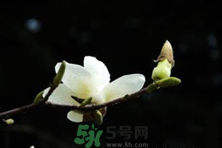 優(yōu)曇花是什么花？?jī)?yōu)曇花現(xiàn)實(shí)中有嗎？