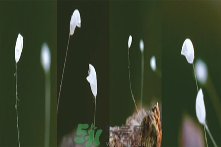 優(yōu)曇花是什么花？?jī)?yōu)曇花現(xiàn)實(shí)中有嗎？