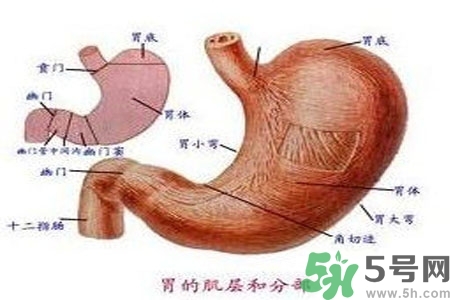 哪些食物幫你在酒后保養(yǎng)胃部？養(yǎng)胃護胃的誤區(qū)是什么？