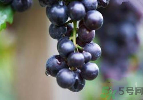 秋季孕婦吃什么水果好？秋季孕婦水果推薦