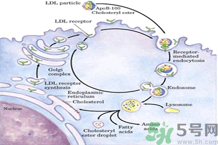 人體中的膽固醇分好壞嗎？如何區(qū)分膽固醇的好壞？