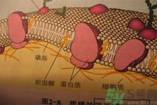 高膽固醇會(huì)影響胖瘦嗎？高膽固醇和胖瘦有關(guān)系嗎？