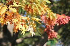 如何應(yīng)對(duì)秋老虎？秋老虎如何養(yǎng)生？