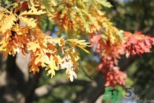 秋老虎如何謹(jǐn)防皮膚病？秋老虎如何預(yù)防皮膚病？